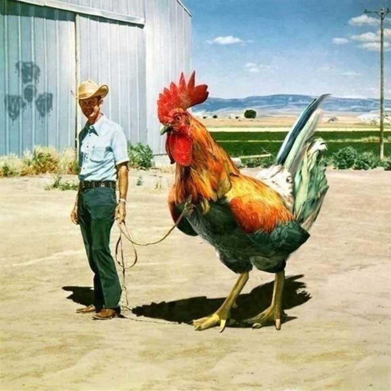 A man walking a giant rooster