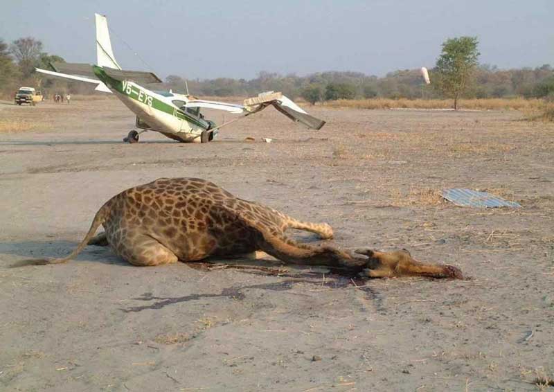 Airplane hit and killed a giraffe