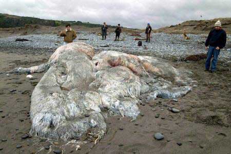 Huge, gelatinous sea creature washed ashore in Chili