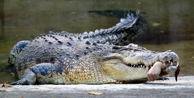 crocodile-eating--a-human-hand
