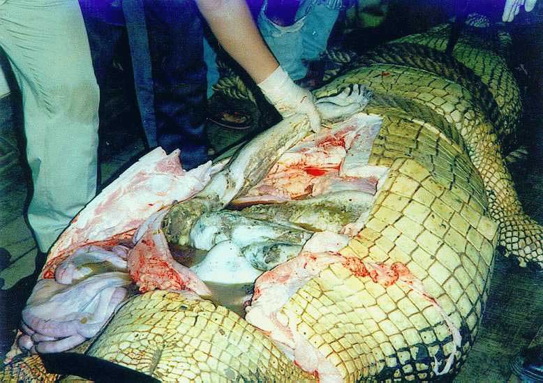 A man eaten by a crocodile being removed from its stomach