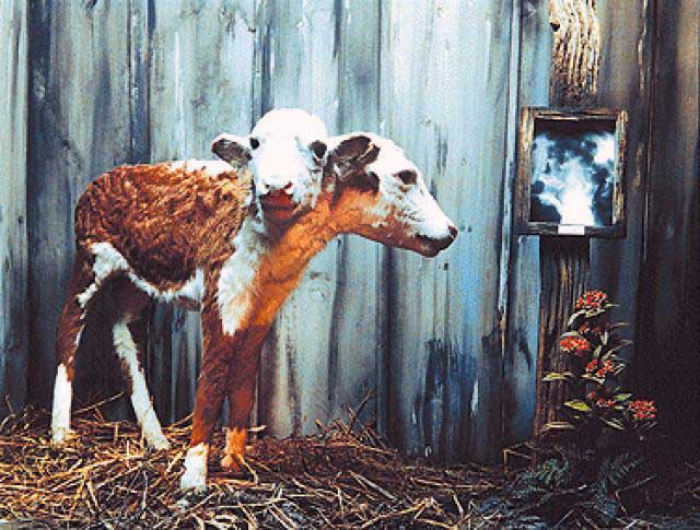 Two-headed calf