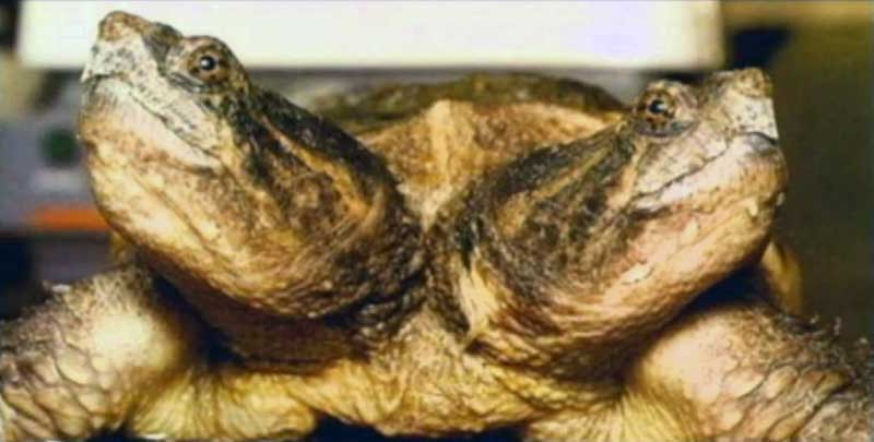 Two-headed tortoise