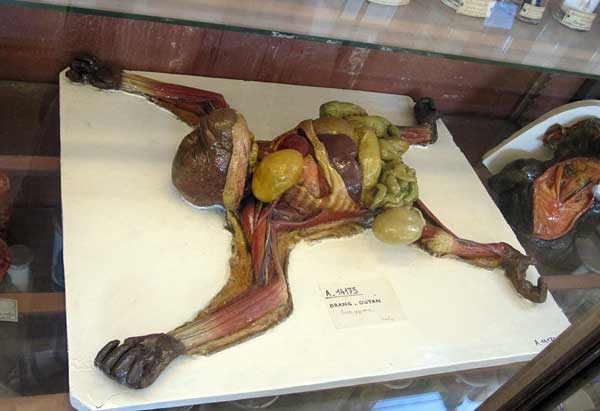 Dissected orangutan