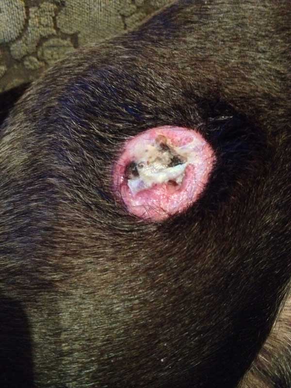 Dog ate its own tumor