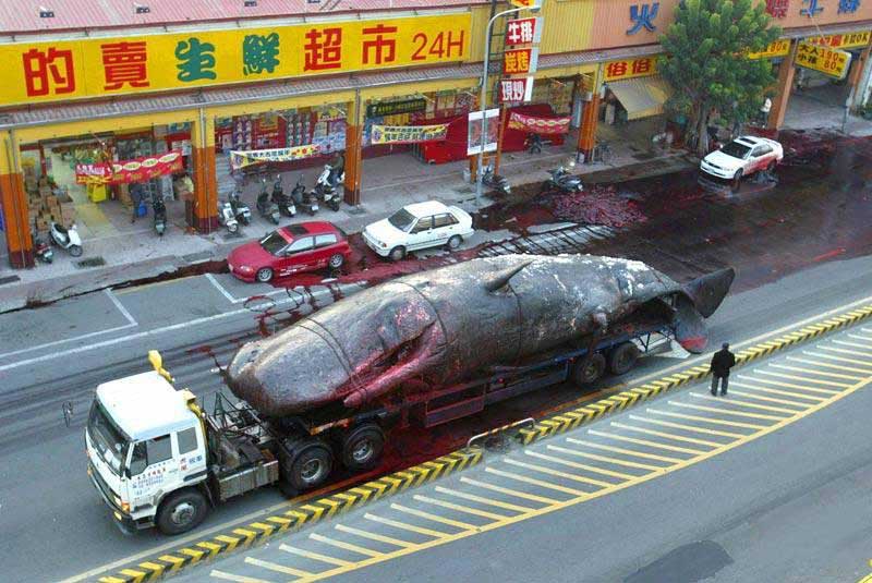 A rotting, 56-foot sperm whale exploded in the street