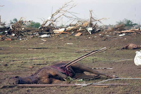 Horse impaled by debris in the 2013 Moore, OK tornado