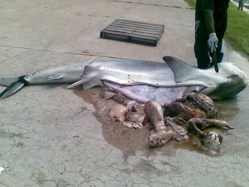 Human remains inside a shark
