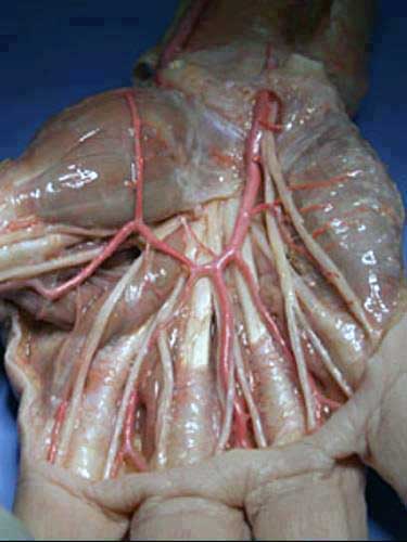 Inside a human hand