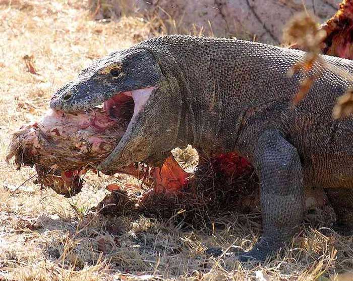 Komodo dragon regurgitates a gastric pellet