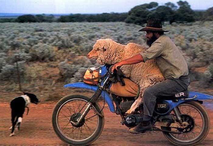 A man and a sheep on a motorcycle