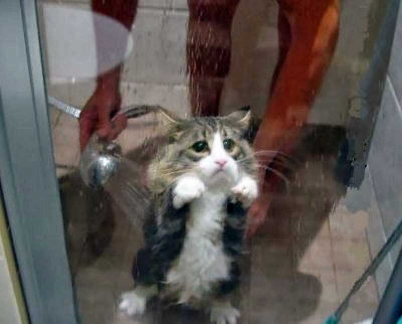 Unhappy cat in the shower